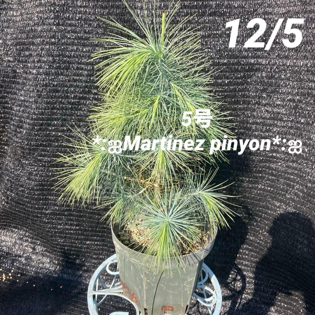 ①*ஐ希少種！シルバーブルーの葉*:ஐメキシコ原産【マルチネスピニョンマツ】苗木