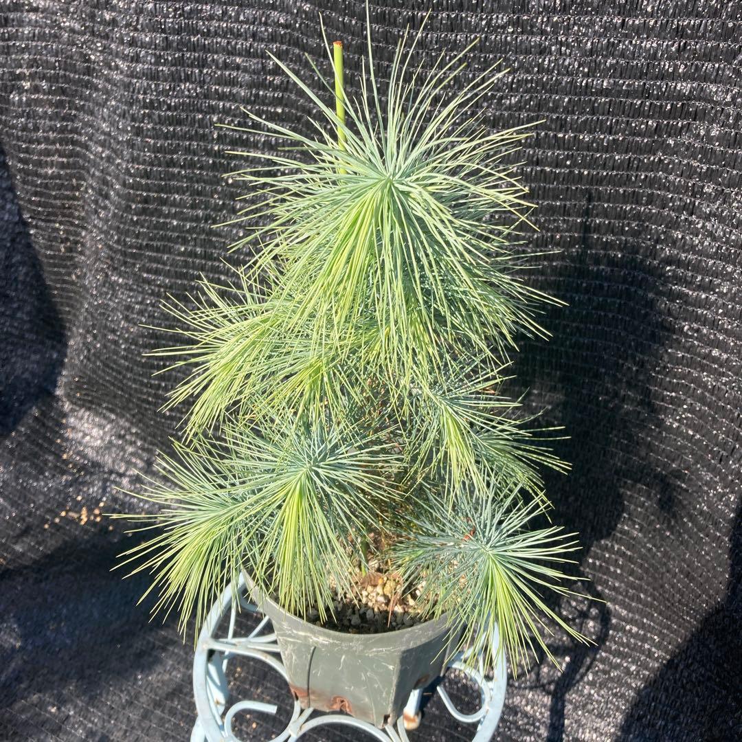 ①*ஐ希少種！シルバーブルーの葉*:ஐメキシコ原産【マルチネスピニョンマツ】苗木