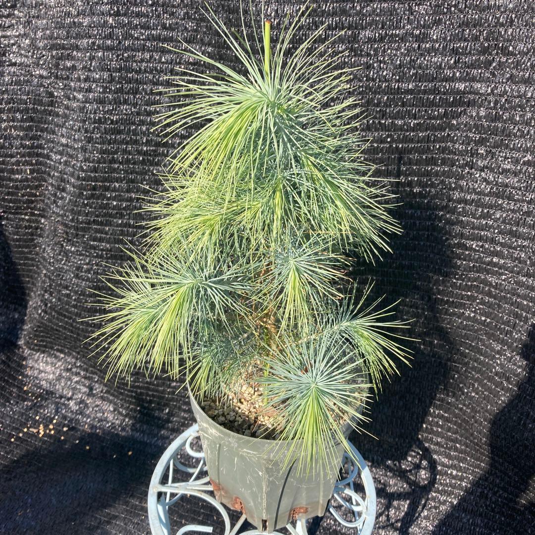 ①*ஐ希少種！シルバーブルーの葉*:ஐメキシコ原産【マルチネスピニョンマツ】苗木