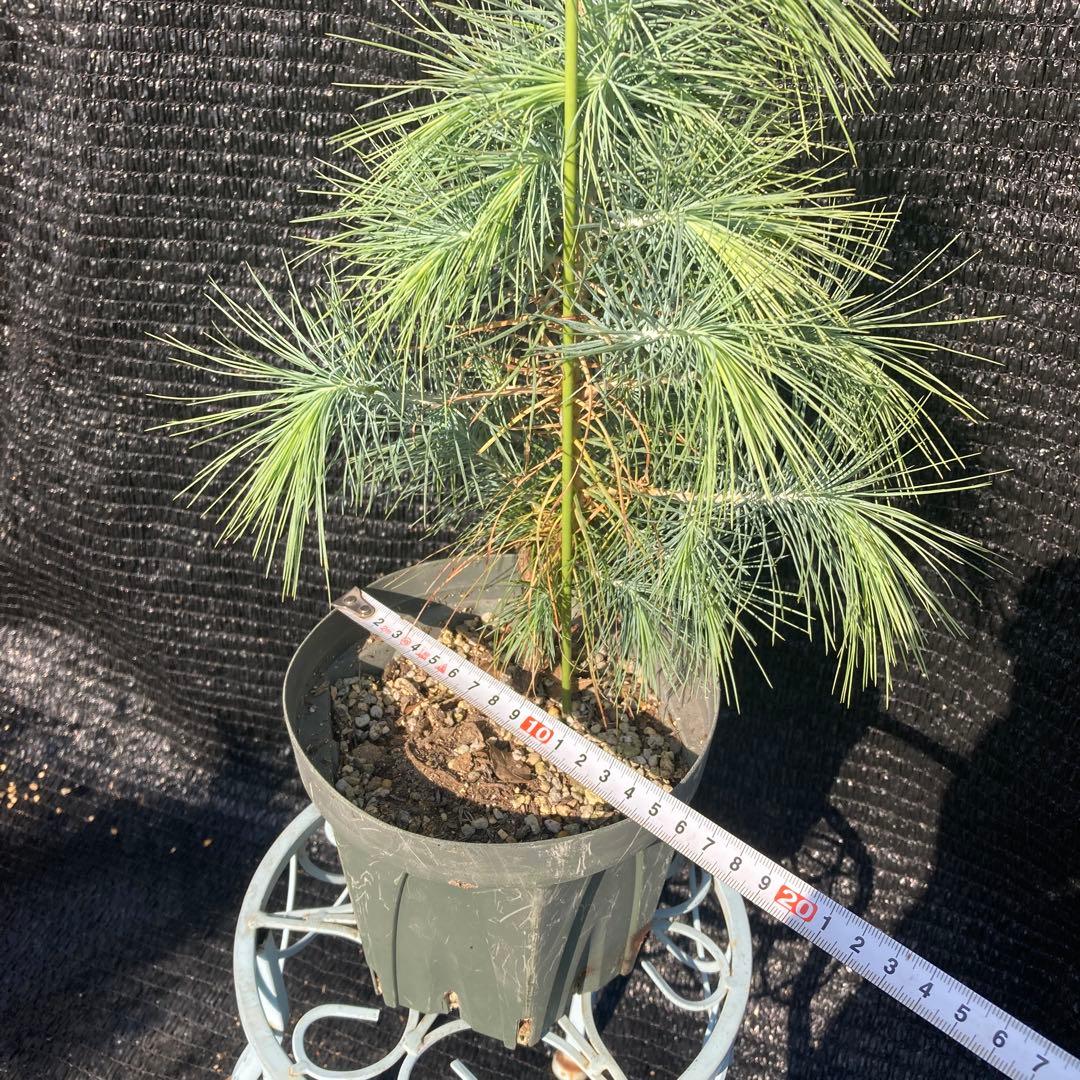 ①*ஐ希少種！シルバーブルーの葉*:ஐメキシコ原産【マルチネスピニョンマツ】苗木