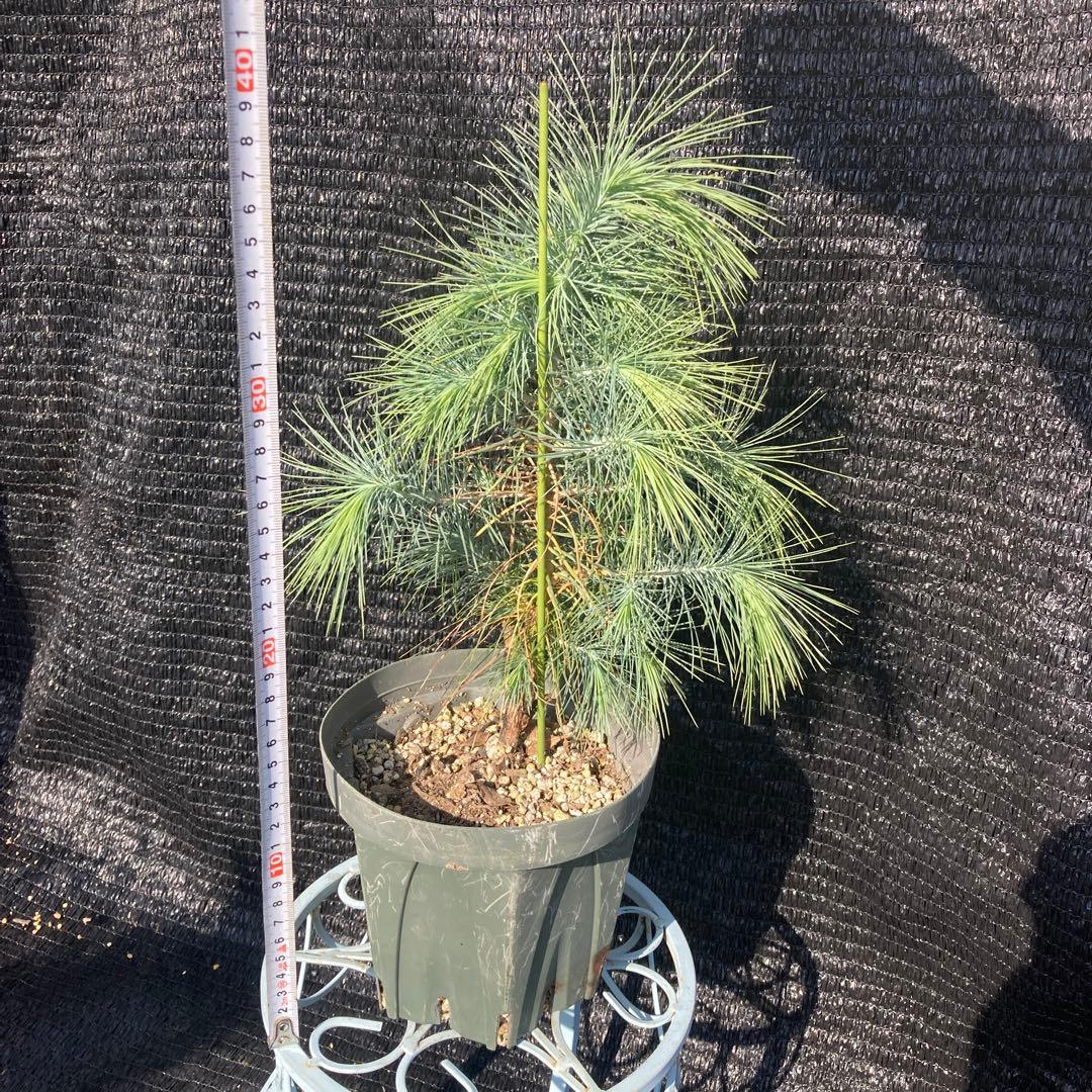 ①*ஐ希少種！シルバーブルーの葉*:ஐメキシコ原産【マルチネスピニョンマツ】苗木