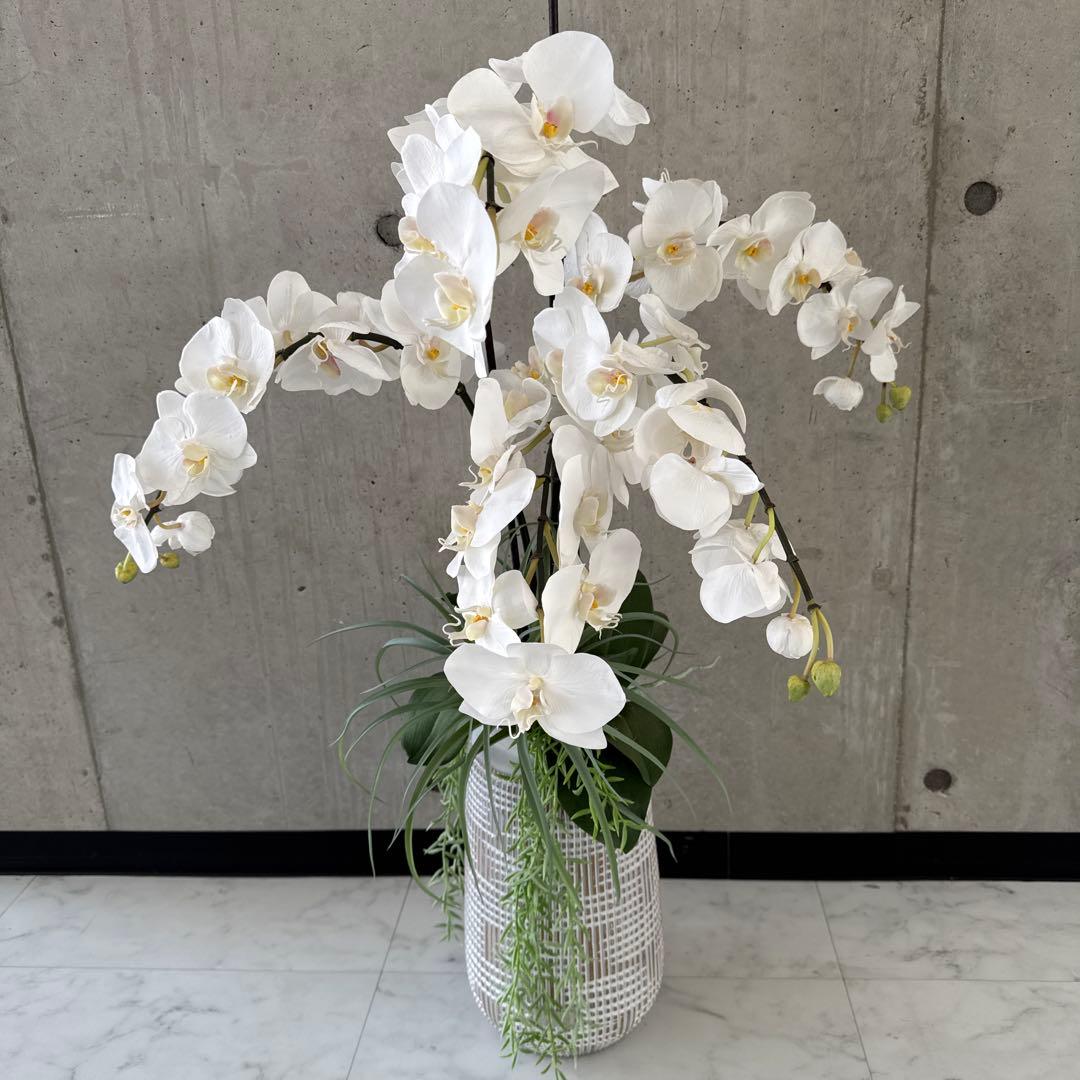 エミリオロバ白胡蝶蘭