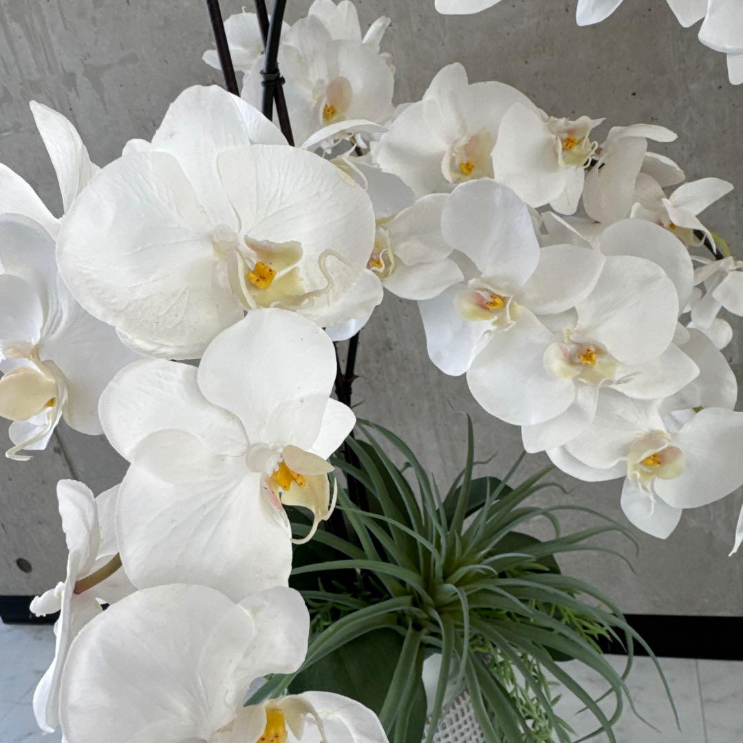 エミリオロバ白胡蝶蘭