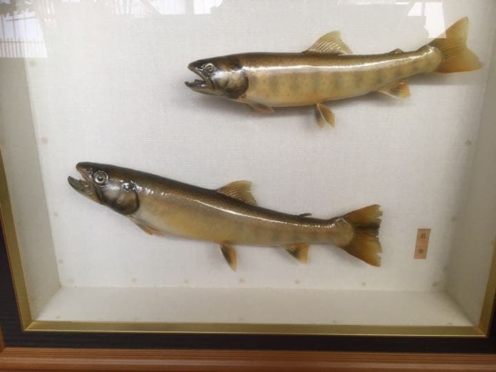 魚剥製　額　イワナ(天然) 大+小)