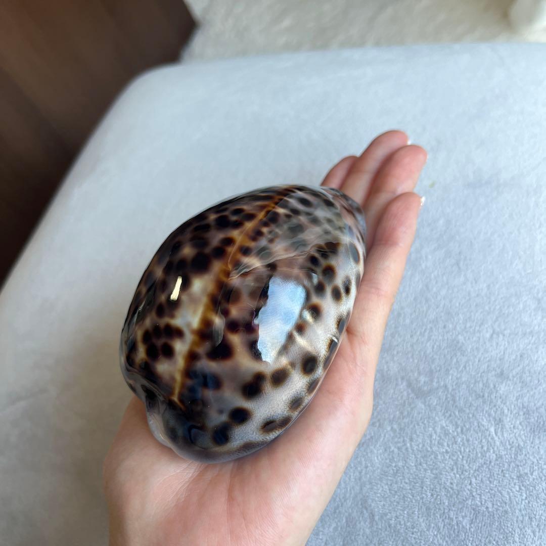 希少！美品！特大沖縄県天然星宝貝（ホシダカラ）