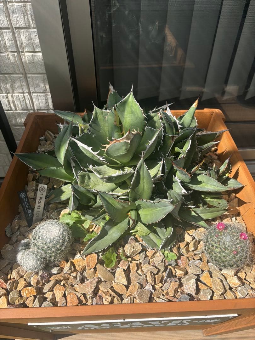 アガベ、チタノタ、オテロイ、群生！