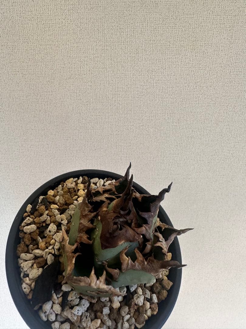 アガベ チタノタ　不良　子株