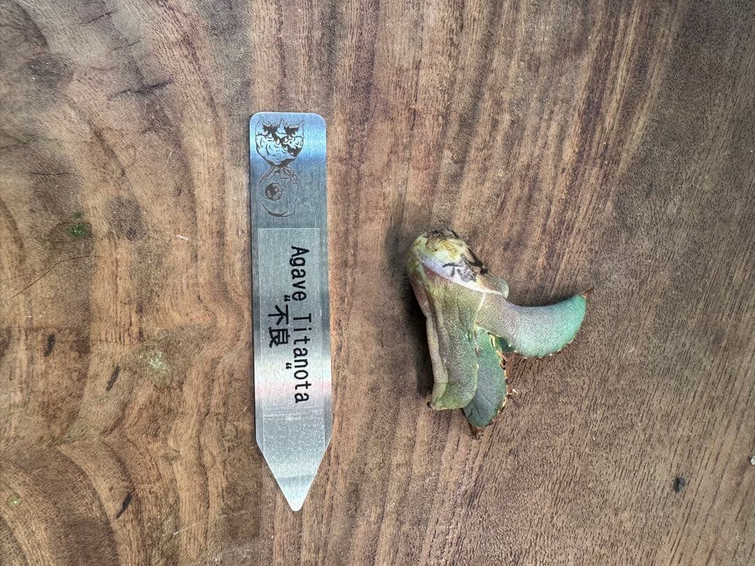 アガベ チタノタ　不良　子株