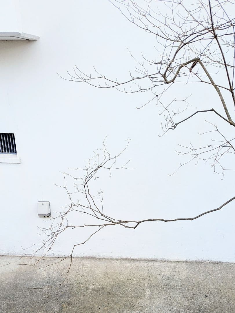 これが本物！。山採りドウダンツツジ。