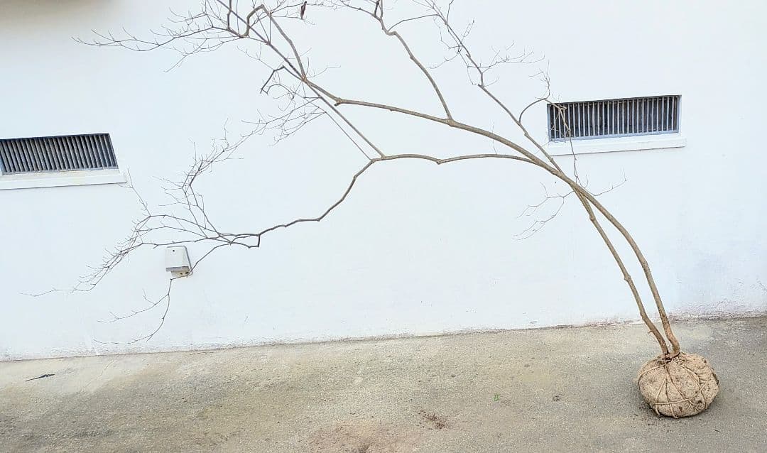 これが本物！。山採りドウダンツツジ。