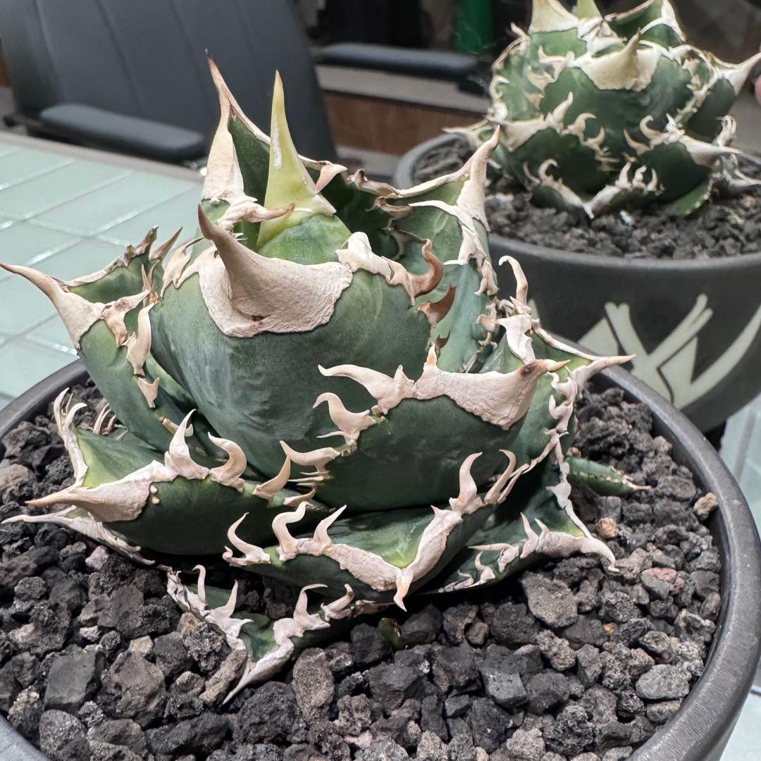 大白鯊 lize血統 子株 ① アガベ ホホジロザメ 検）cj special