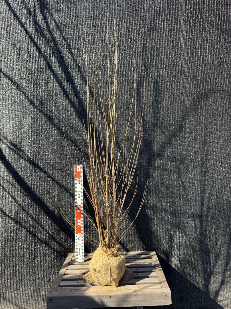 桂（カツラ）植木　庭木　【品番3545】