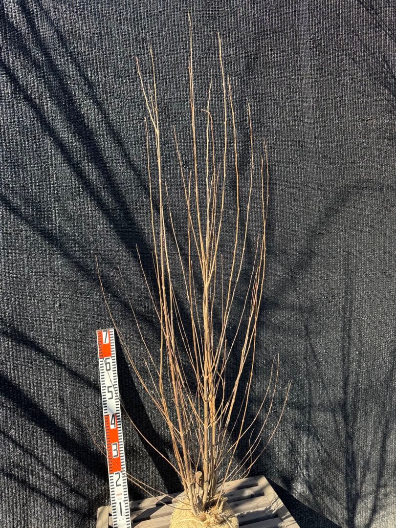 桂（カツラ）植木　庭木　【品番3545】