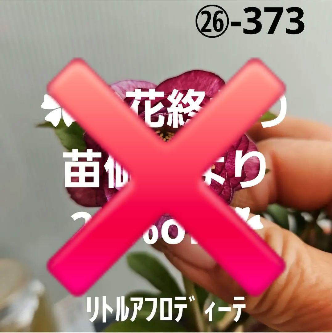 ㉖-373クリスマスローズ