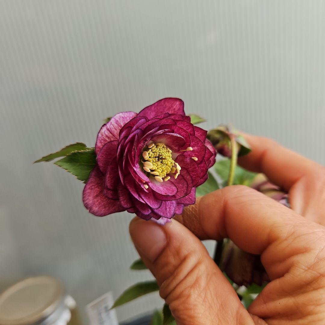 ㉖-373クリスマスローズ