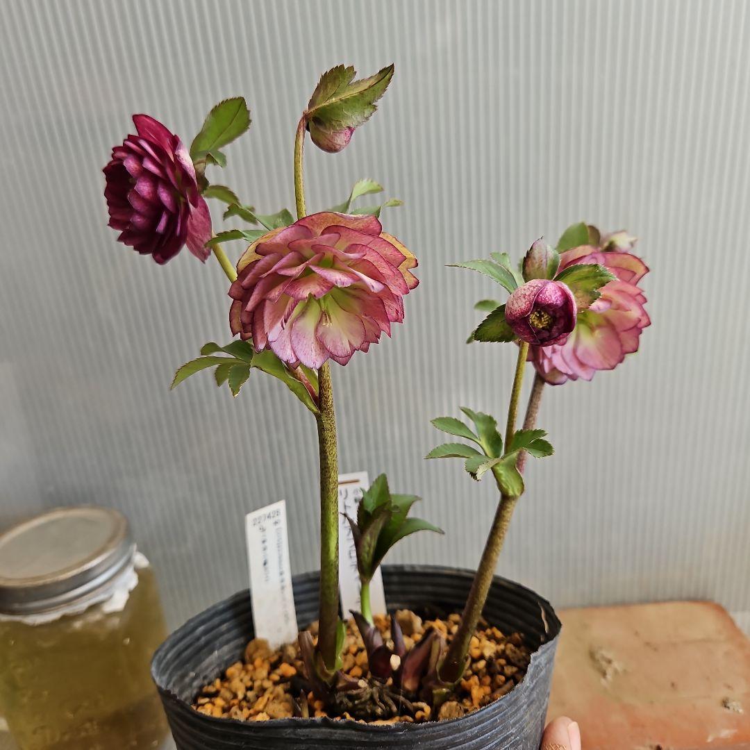 ㉖-373クリスマスローズ