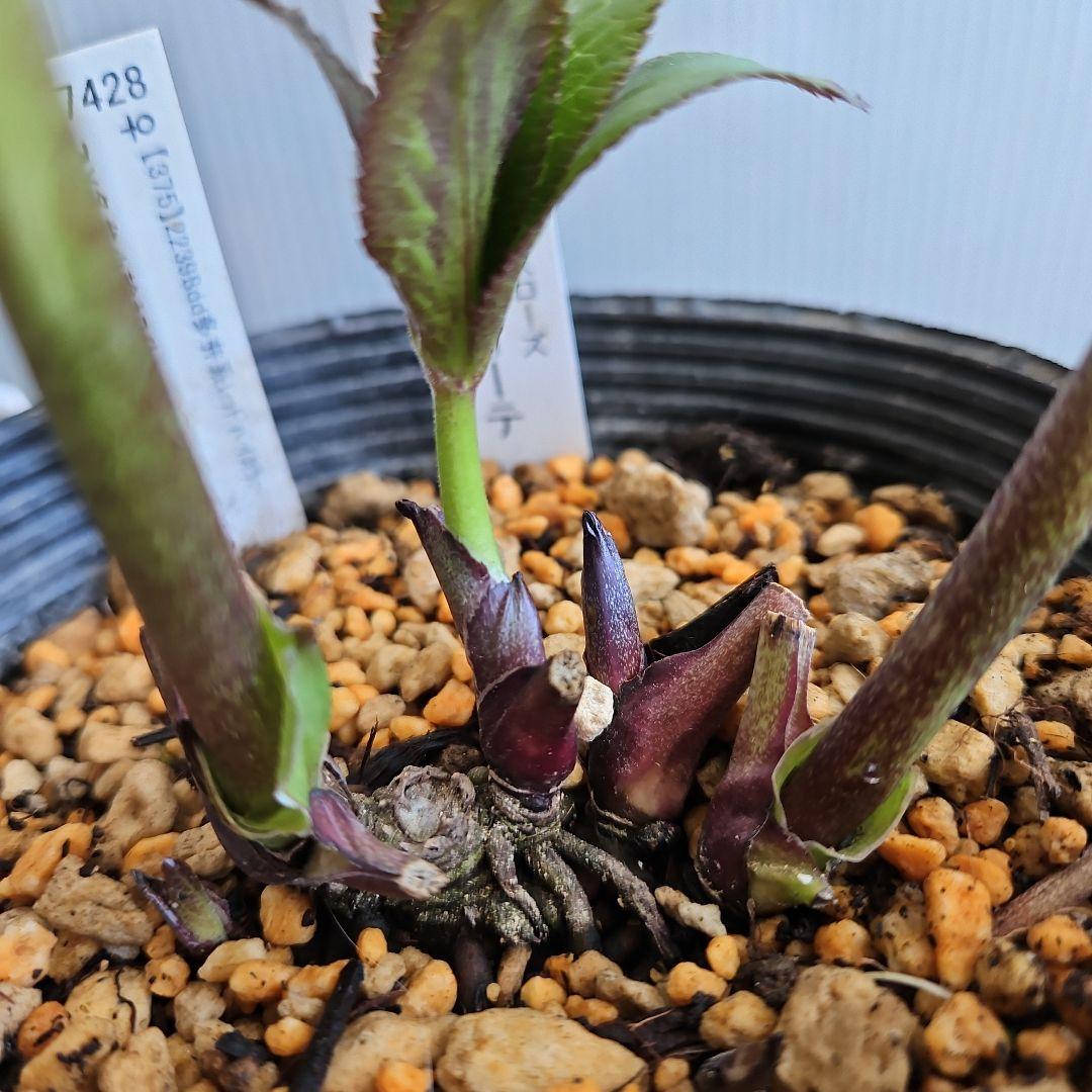 ㉖-373クリスマスローズ