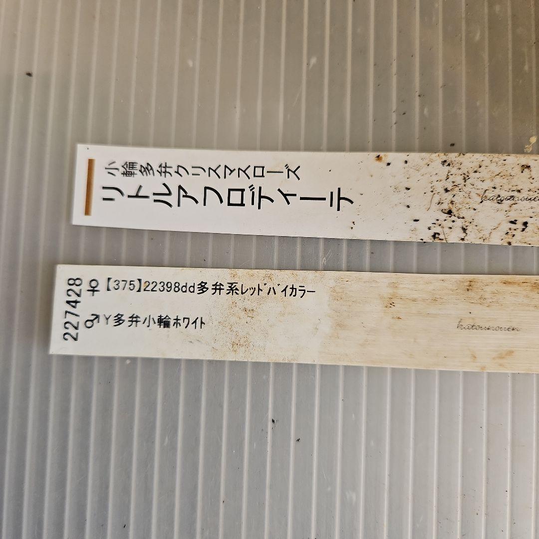 ㉖-373クリスマスローズ