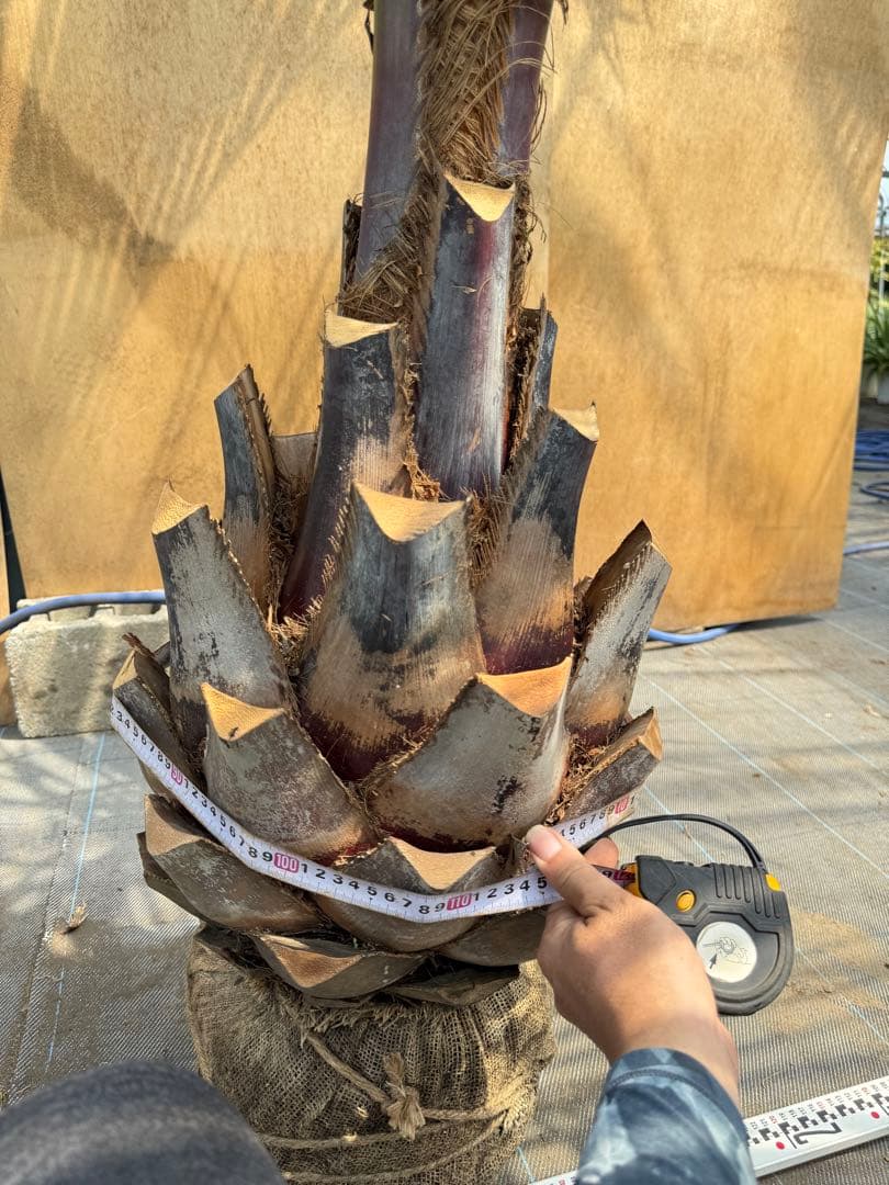 ココスヤシシルバーリーフ【極太】葉先230cm幹回り110cm 幹高50cm