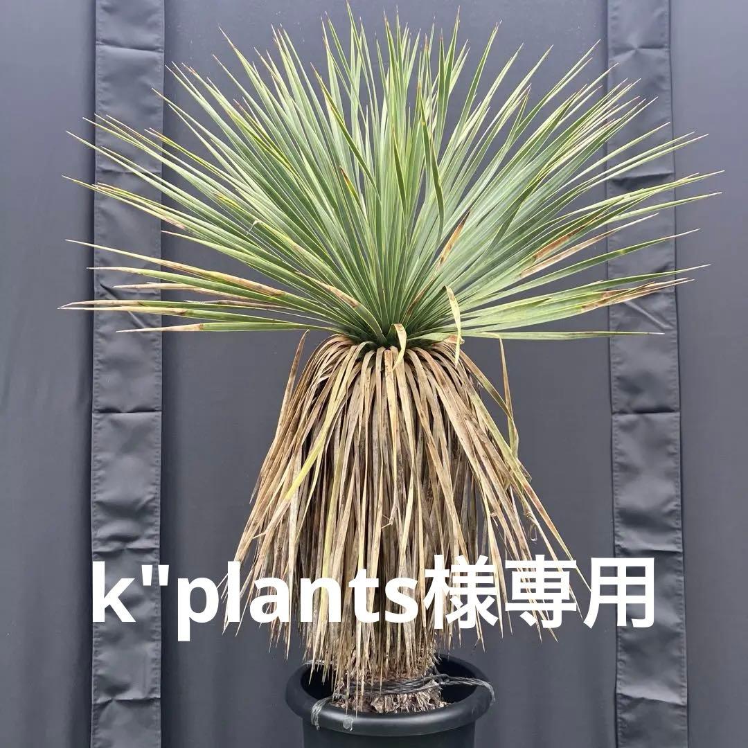 ユッカ　ロストラータ　メキシコ産　発根済