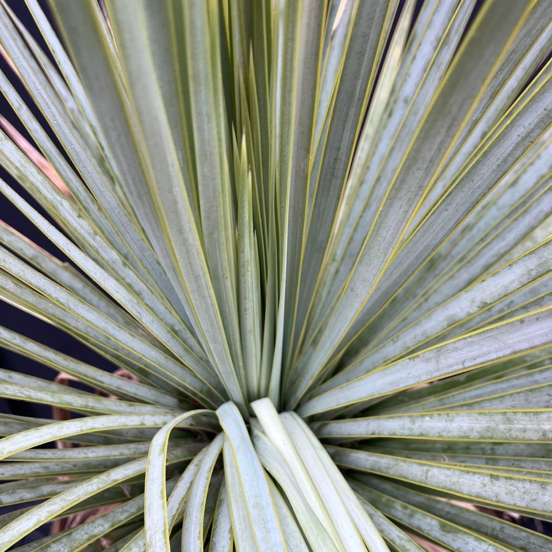 ユッカ　ロストラータ　メキシコ産　発根済