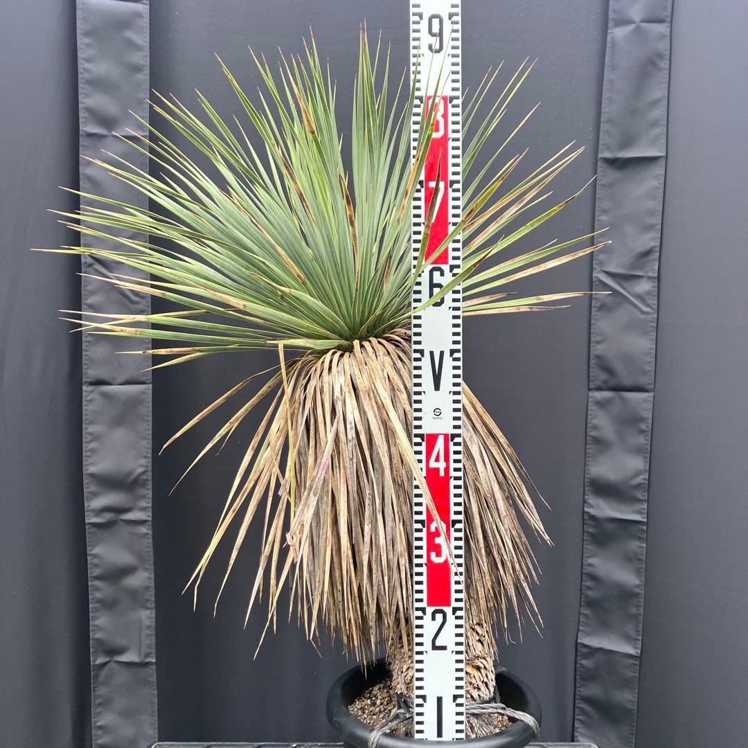 ユッカ　ロストラータ　メキシコ産　発根済