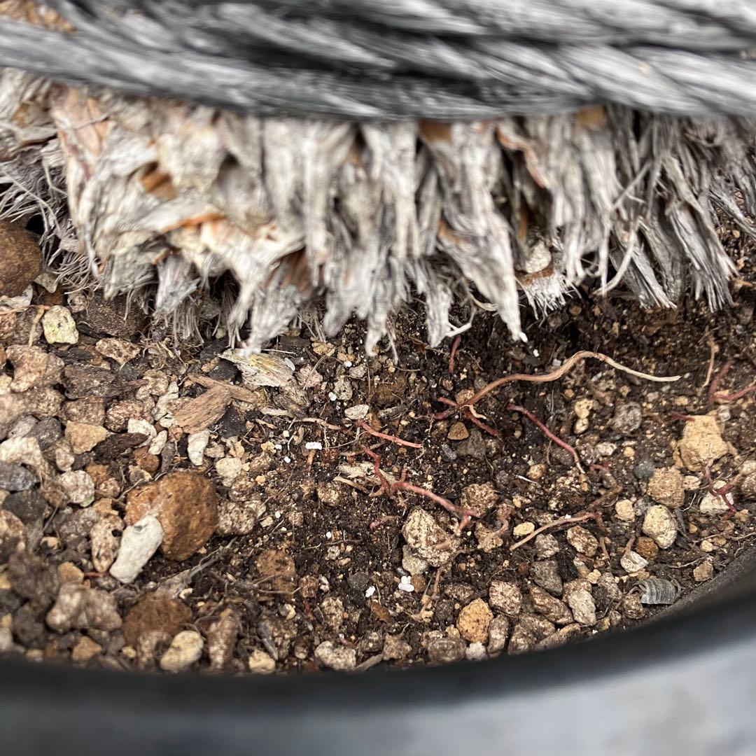 ユッカ　ロストラータ　メキシコ産　発根済