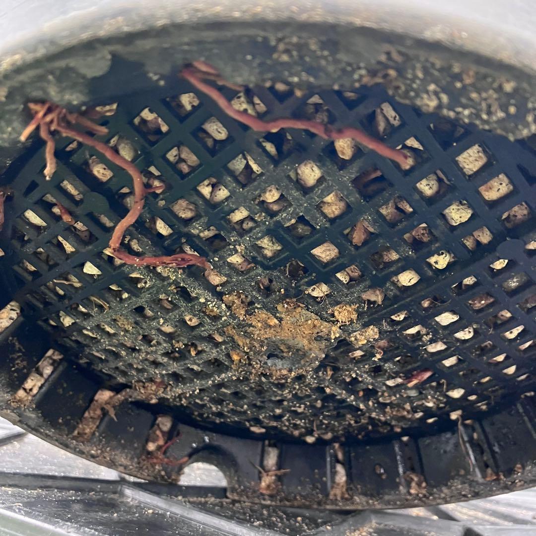 ユッカ　ロストラータ　メキシコ産　発根済