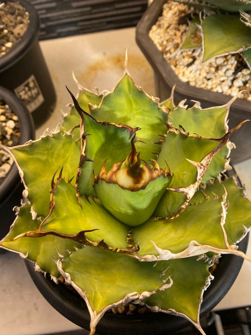 アガベ　オテロイ　実生