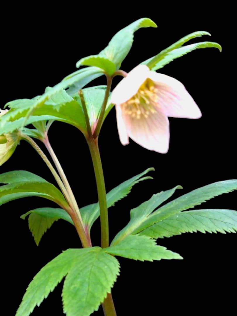 クリスマスローズ　原種チベタヌス　甘粛省