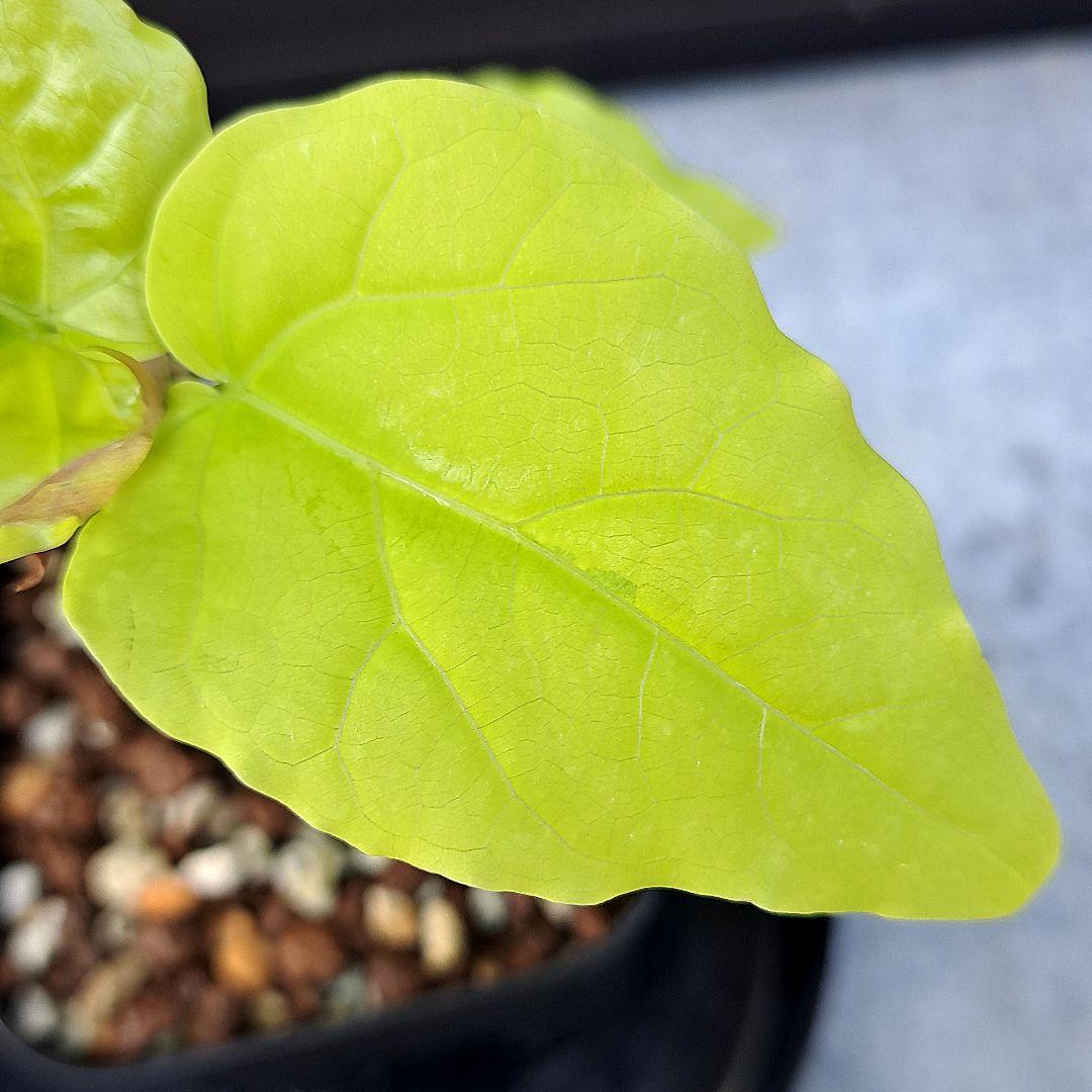 流通皆無‼️✩.*˚ウンベラータ 斑入り ✩.*˚ 2