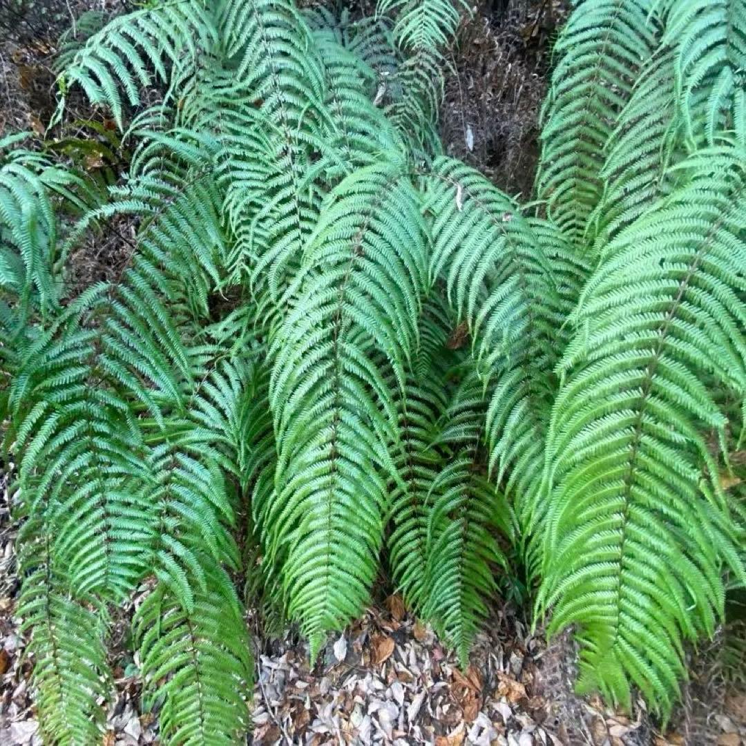 50-60cm目安　巨大ウラジロ　100枚目安+予備　鏡餅　しめ縄　正月飾り