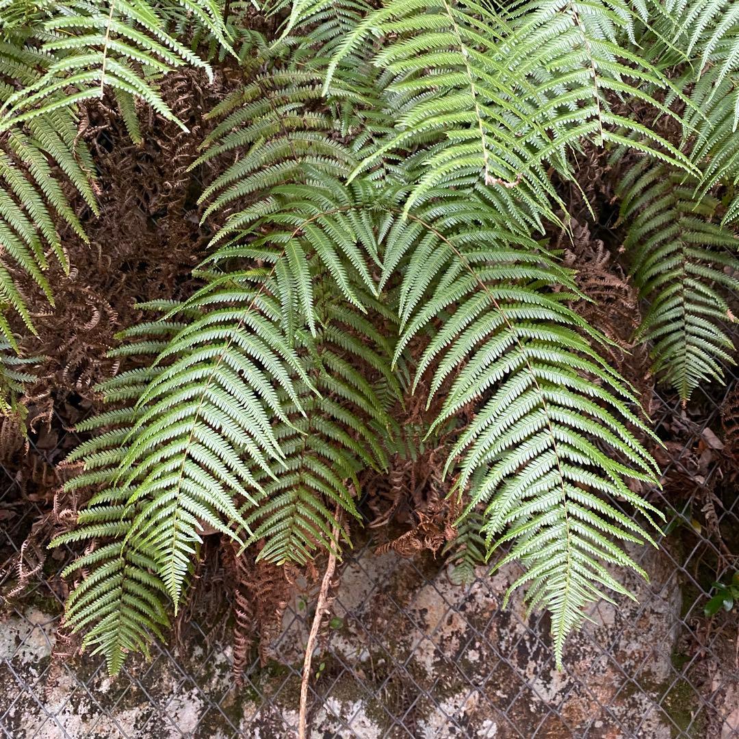 50-60cm目安　巨大ウラジロ　100枚目安+予備　鏡餅　しめ縄　正月飾り