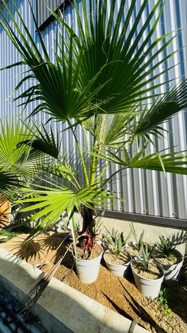 ワシントンヤシ　ゆうゆうメルカリ便発送可能最大サイズ