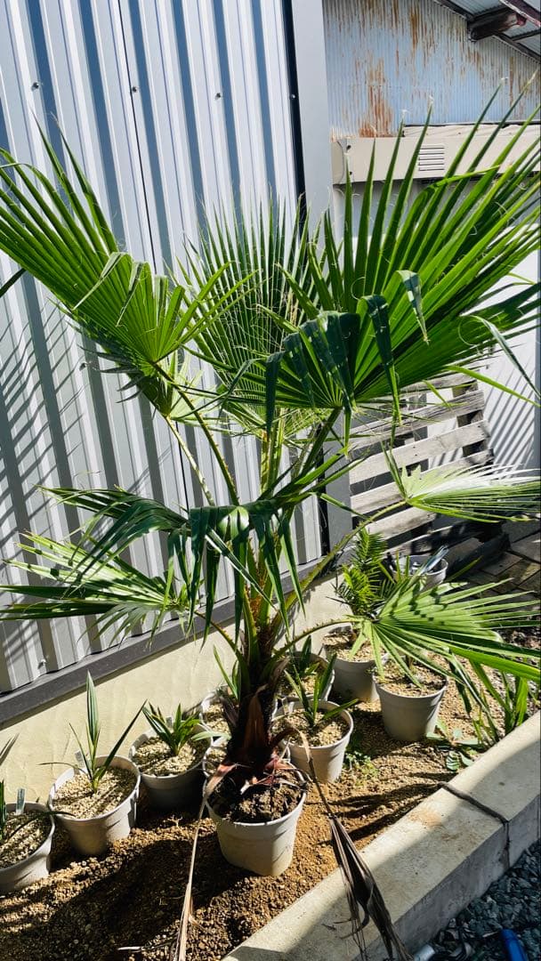 ワシントンヤシ　ゆうゆうメルカリ便発送可能最大サイズ