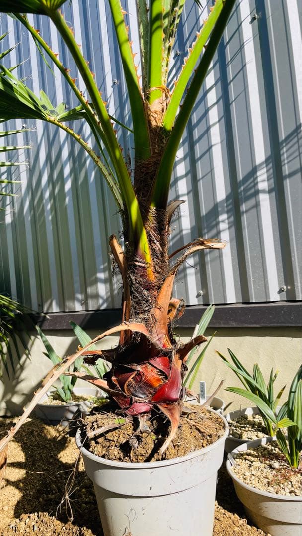 ワシントンヤシ　ゆうゆうメルカリ便発送可能最大サイズ