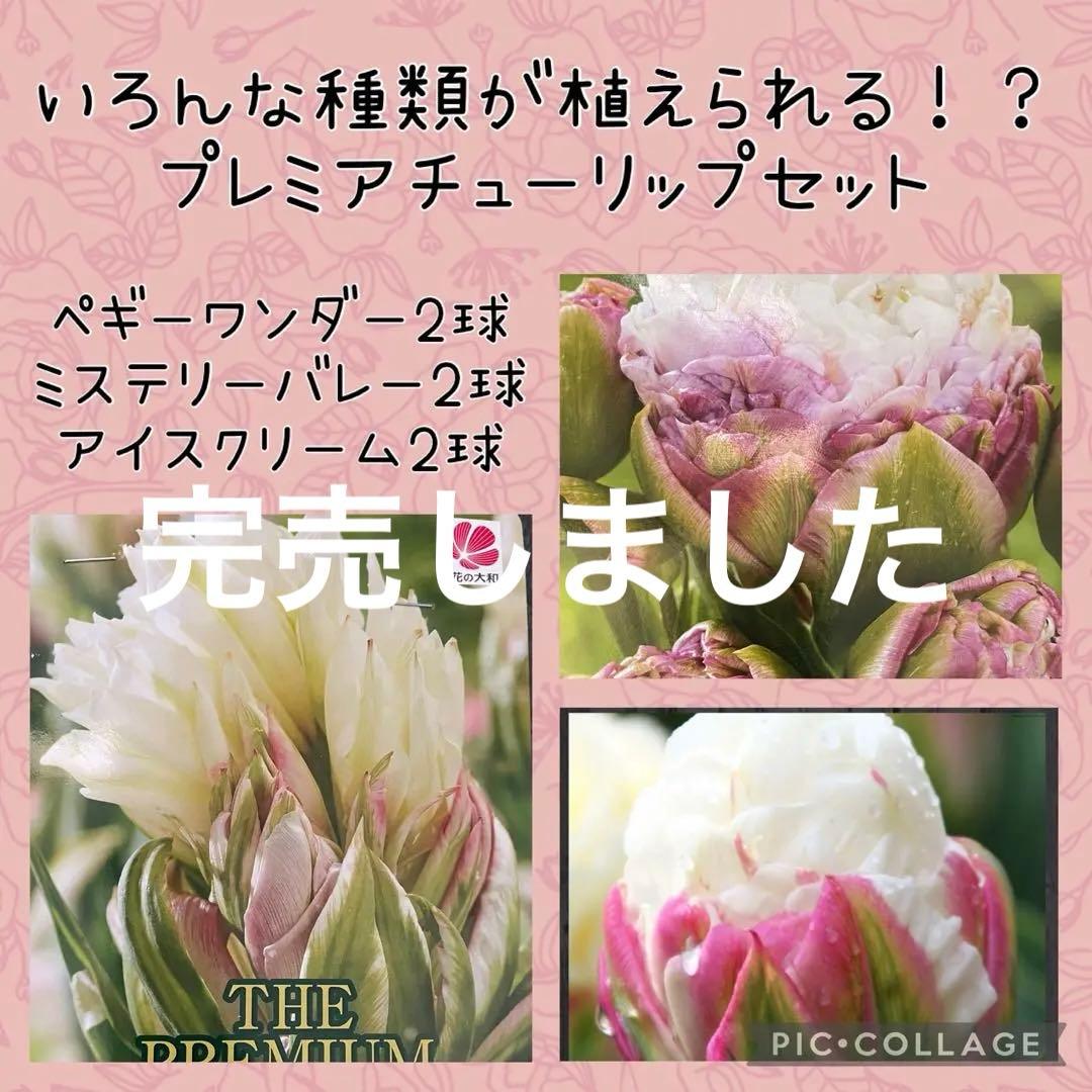 【球根セット】プレミアムチューリップ 球根セット 2球×3種 原種チューリップ付