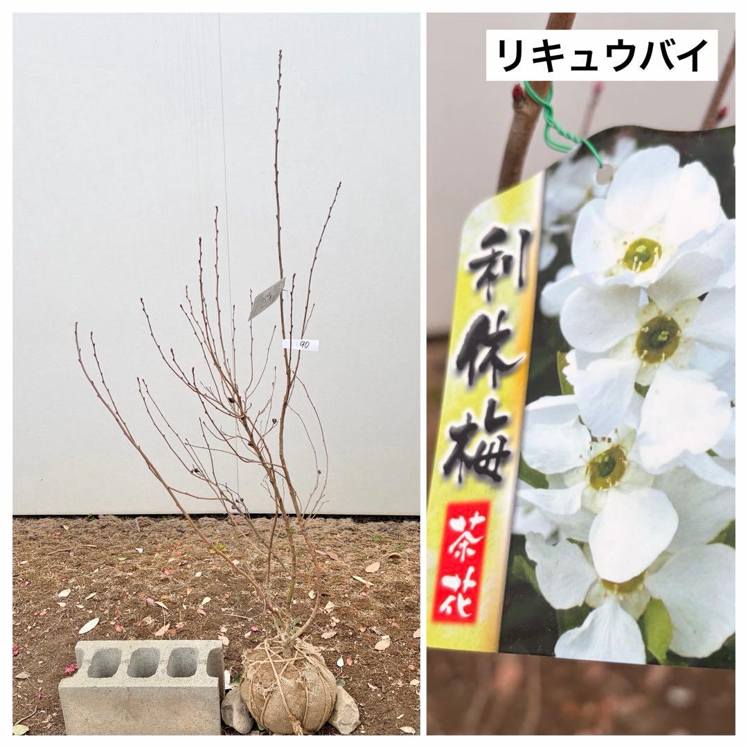 リキュウバイ /90