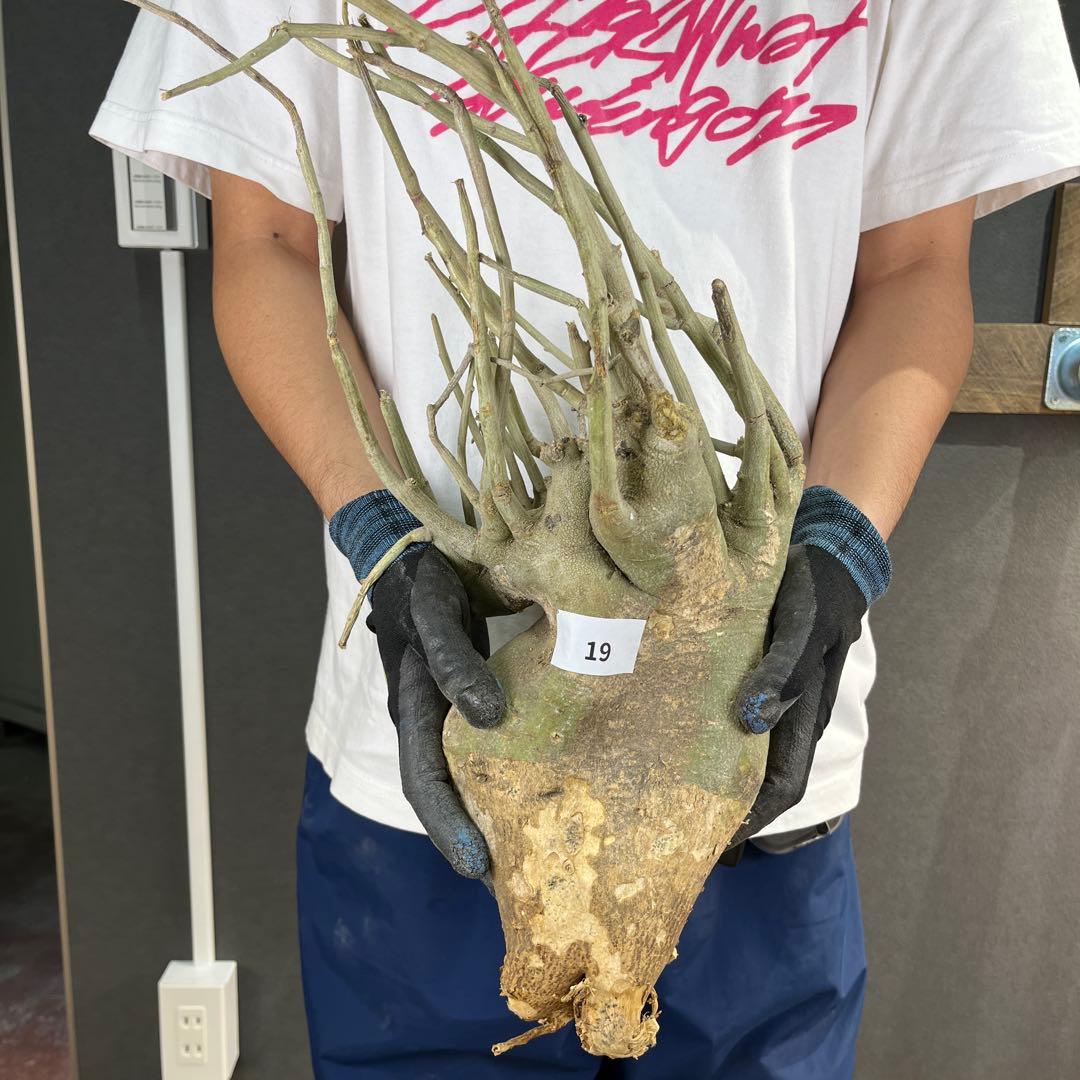 h*i様 19 激レア 超大株 アデニア ペチュエリー 現地球 鮮度抜群