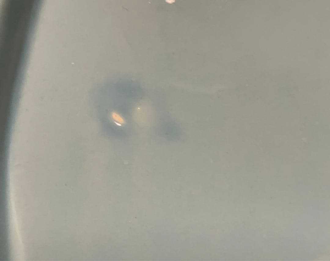 【B品】井山三希子さん　オーバルプレート7枚セット