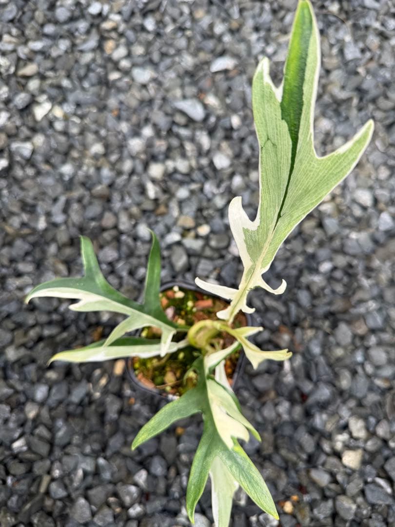 超絶希少 フィロデンドロン　トータム　アルボ斑入り