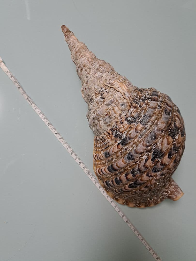 沖縄県産☆天然法螺貝