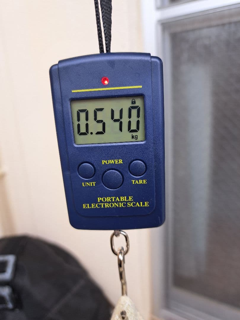 沖縄県産☆天然法螺貝