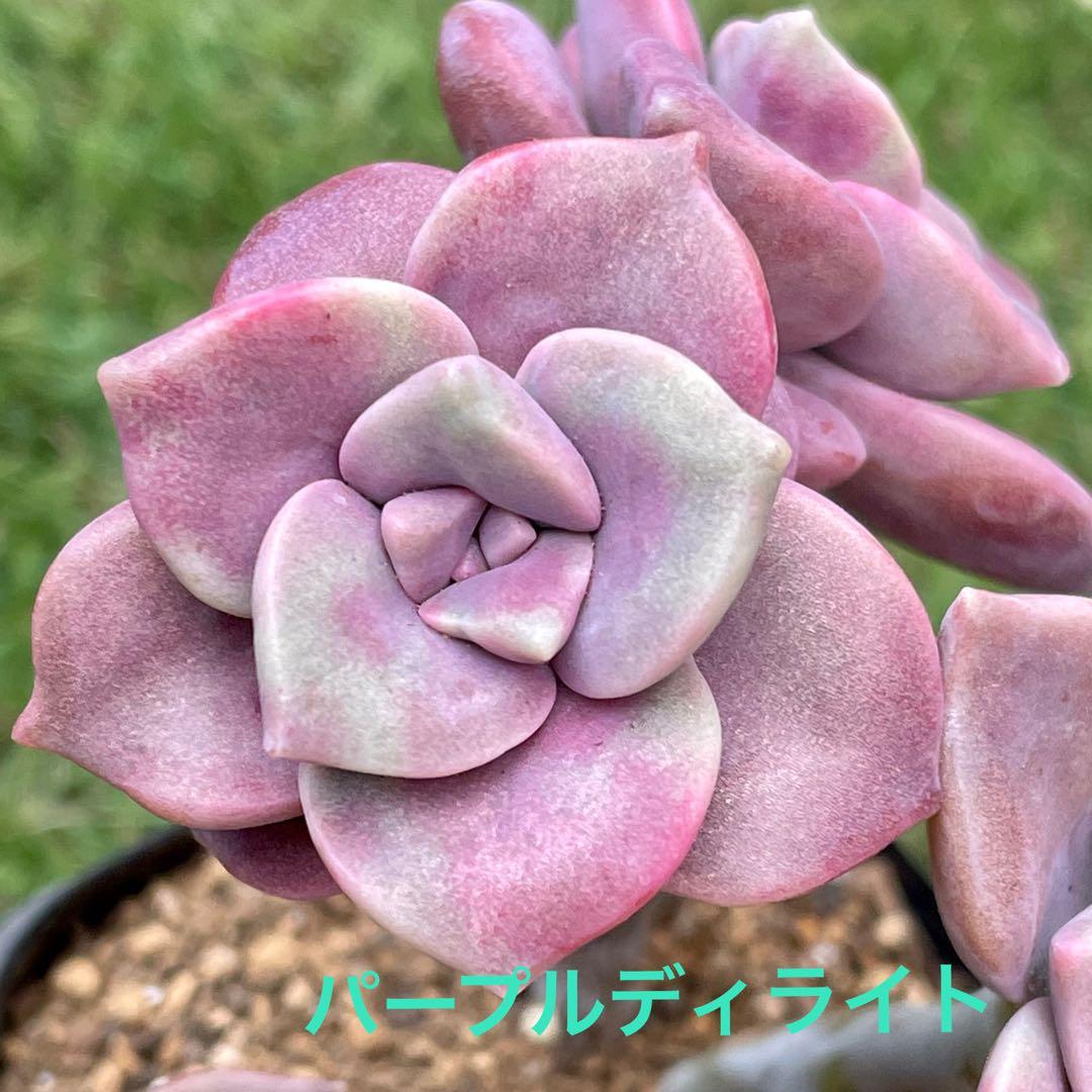 カトレア　パープルディライト葉挿し