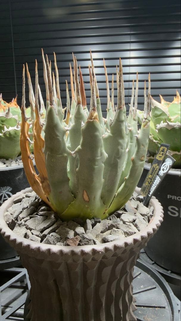 エボリスピナ　現地球　抜き苗発送