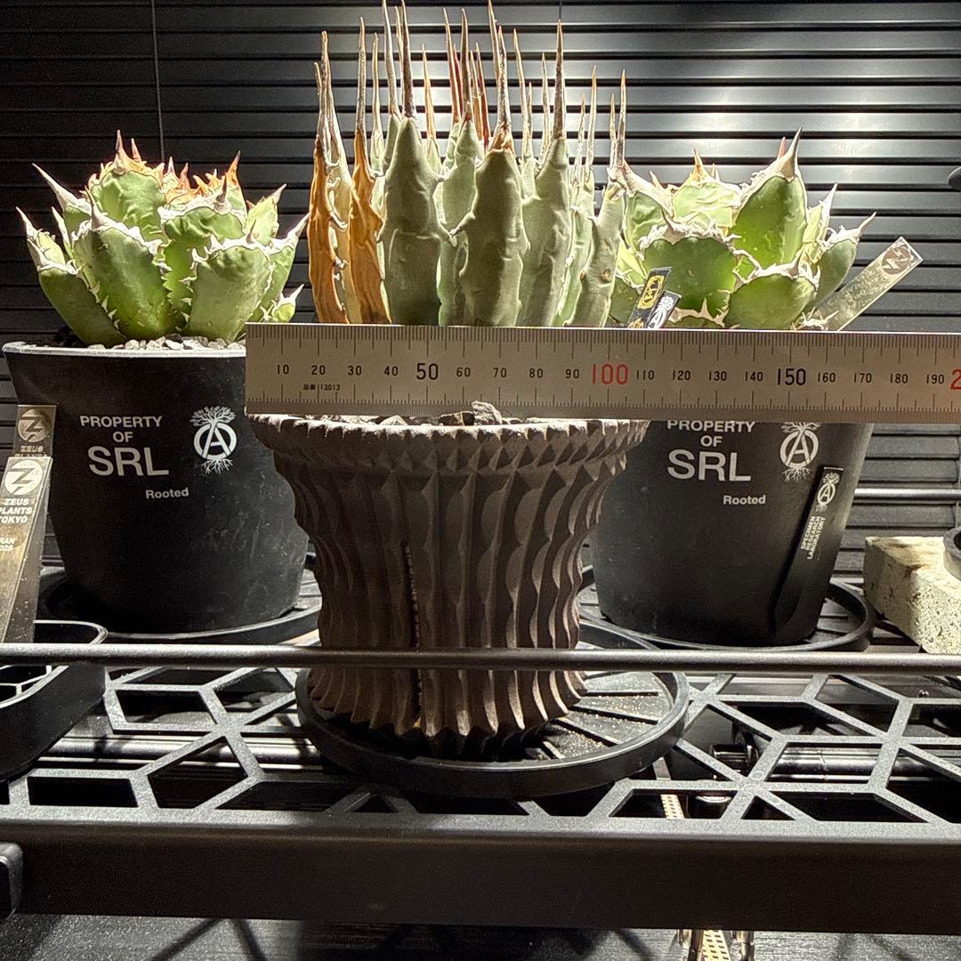 エボリスピナ　現地球　抜き苗発送