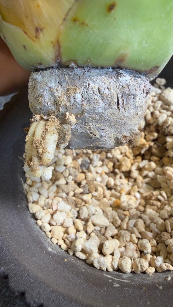 エボリスピナ　現地球　抜き苗発送