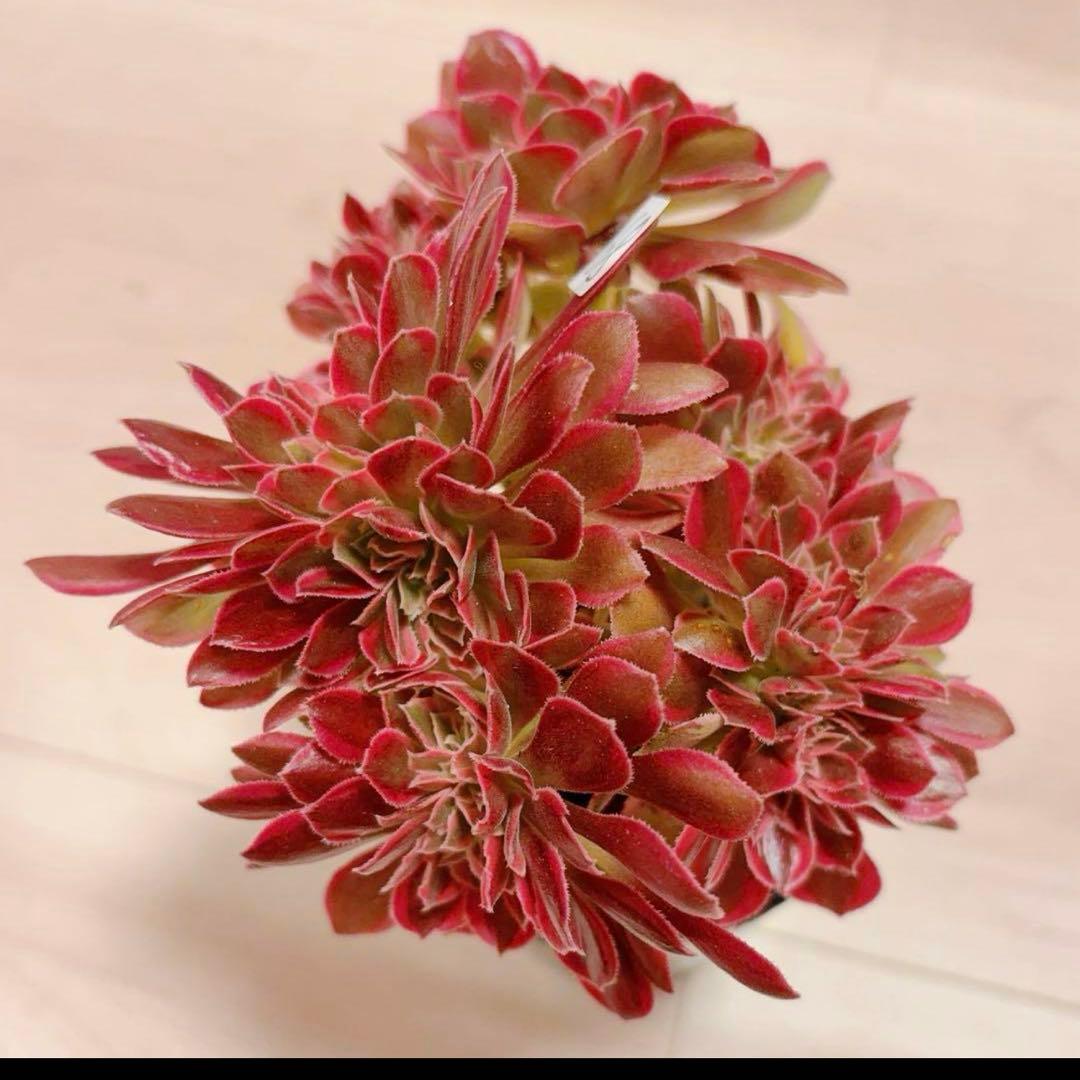 68#多肉植物アエオニウム錦❤️ピンクウィッチセッカ❤️16cm 拔き苗