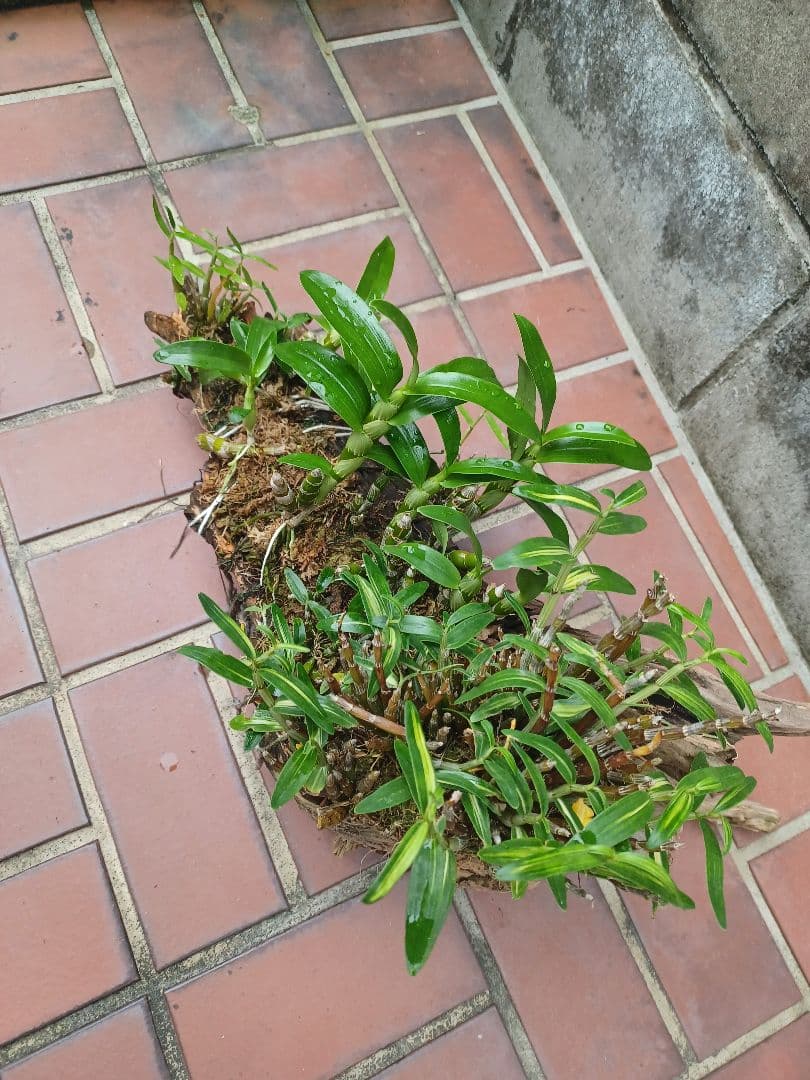 長生蘭・セッコク・デンドロビューム【流木付け】