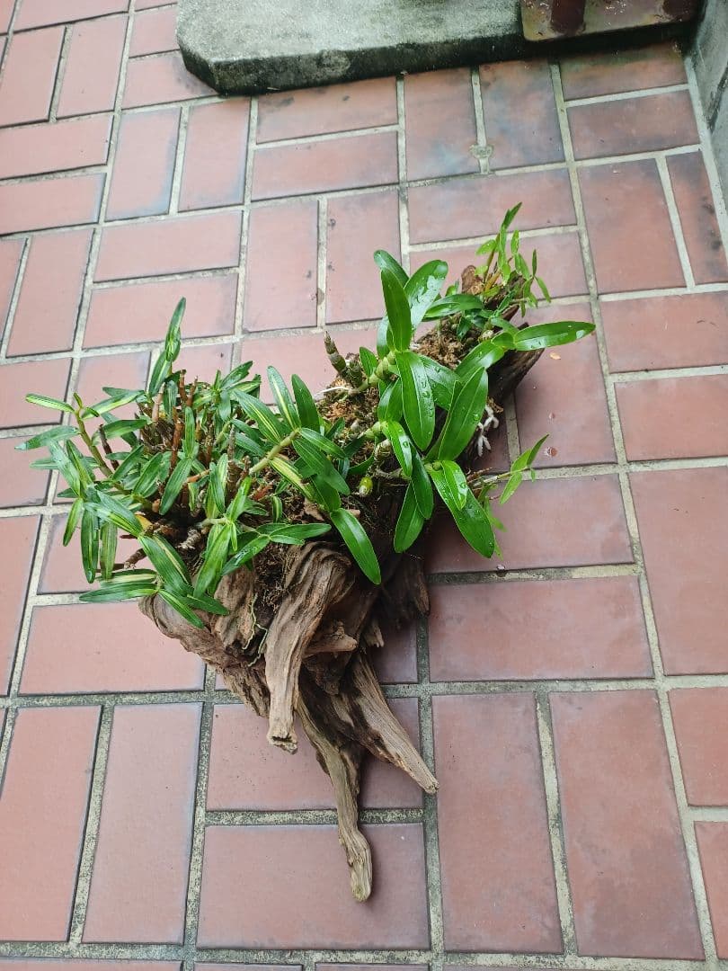 長生蘭・セッコク・デンドロビューム【流木付け】